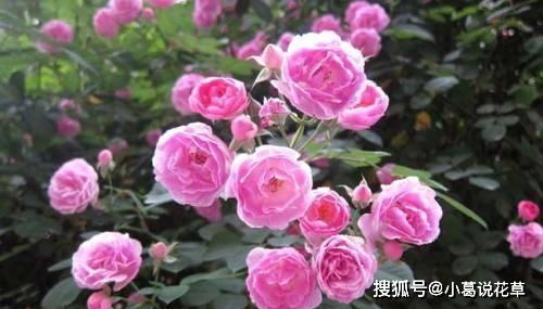 月季花开花少？试试这些养笋技巧！
