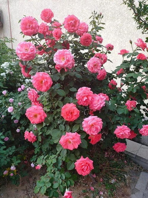 夏季盆栽月季的生存大挑战：如何应对高温干旱？