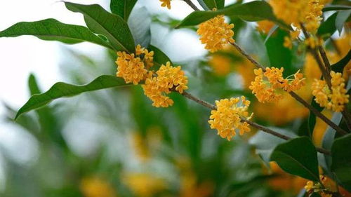桂花什么季节开？不同品种开放时间有区别吗