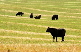 耐酸耐碱， 适宜在丘陵山区种植
