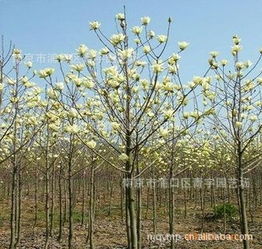 山西晋中, 小白村的秘密