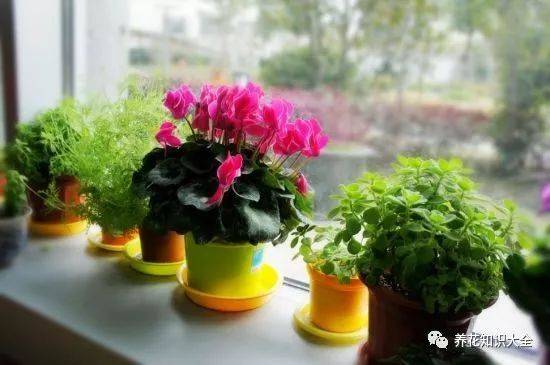 室内养花技巧有哪些？如何让花朵绽放更美丽