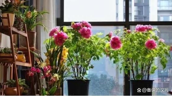 选择花的品种， 气候和环境是关键