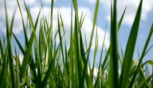 百慕大草：耐踩指数五颗星，马尼拉草冬天也绿油油