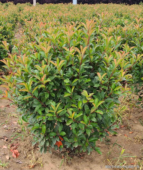 施肥的具体方法