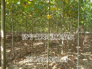 桂花种植，亩数要合理