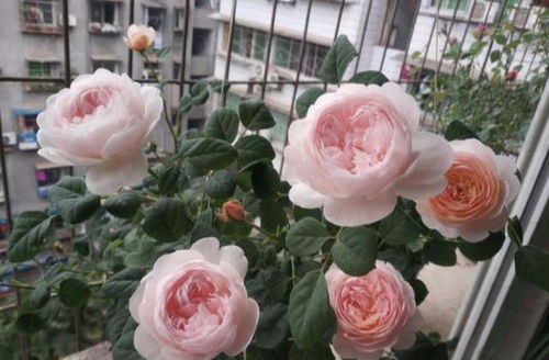 浇水过多， 月季花会“感冒”