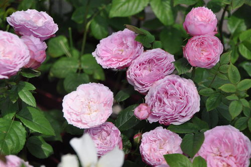 月季花的季节性扦插