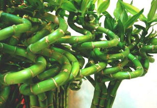 转运竹叶子发黄，是缺水还是病虫害？