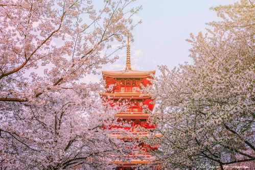 揭秘武汉江滩石缝中的粉红小花之谜