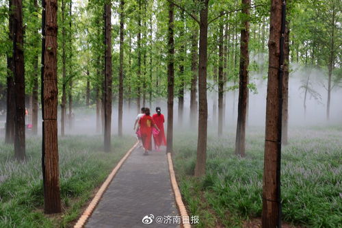 水杉是活化石植物？它为何如此珍贵