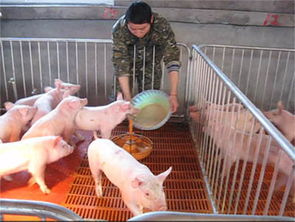 猪饲料和鸡饲料哪个营养更高？鸡饲料可以安全喂猪吗？