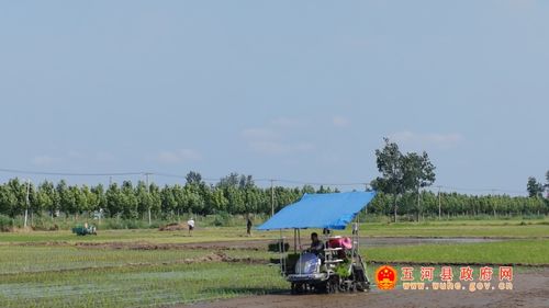 插秧是哪个季节？南北方时间一样吗