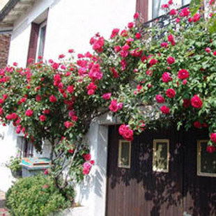 栽种技巧：蔷薇的“安家”