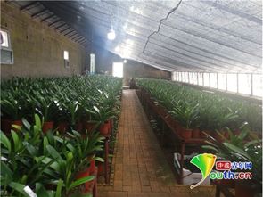 君子兰适合种植在什么类型的土壤中