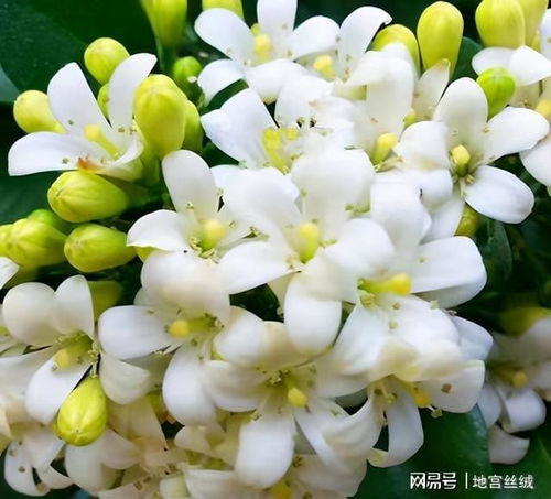 绿萝花语：生命顽强