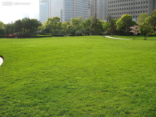 肥力要够，草坪的粮食