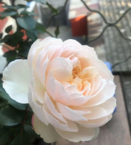 盆栽飘香，为何不开花之谜