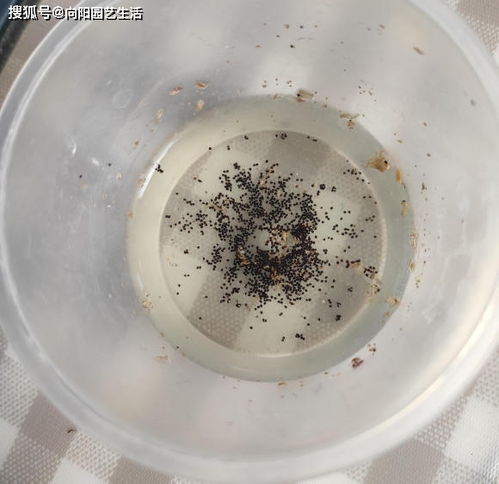满天星种子为什么会在土壤中发芽？