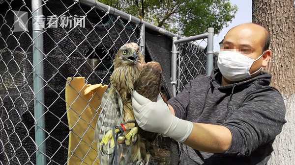 昆明民警救助飞入民宅的猴面鹰，将其送往野生动物救助中心