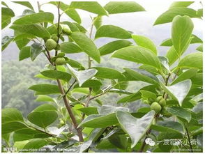 夏季果树病虫害防治，这些方法你不可不知！