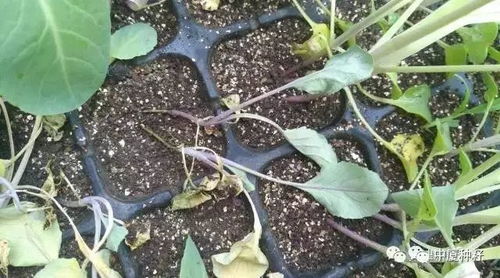 菜花叶面病害探秘：成因及防治小窍门