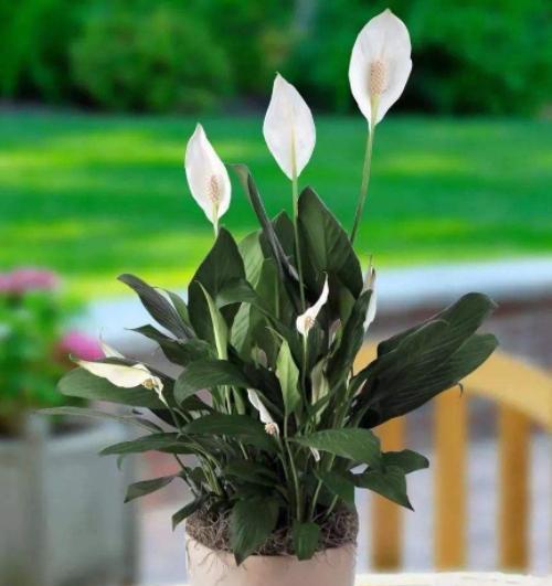 草本植物养护，你真的懂吗？