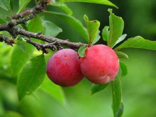 李子树种植秘诀：如何种出甜美果实？