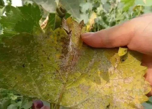 红提子葡萄霜霉病：一种危害葡萄生长的真菌性病害
