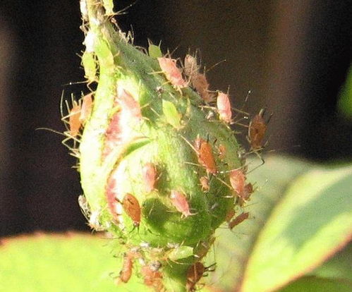 百菌清的疗效：到底Neng不Neng解决问题？