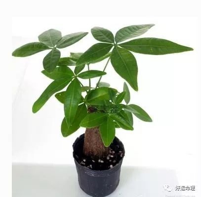 养发财树有诀窍，这样做让它茂盛生长