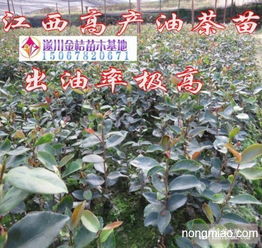 岳阳吉安茶油产地联系方式：哪里能买到优质茶树苗？