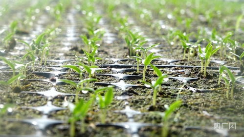 冬日暖阳下的绿意盎然——东北温室大棚盆栽种植指南