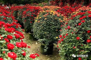 月季园的展望