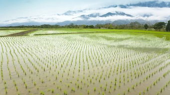 草甘膦：高效除草剂， 用得不当也凶险