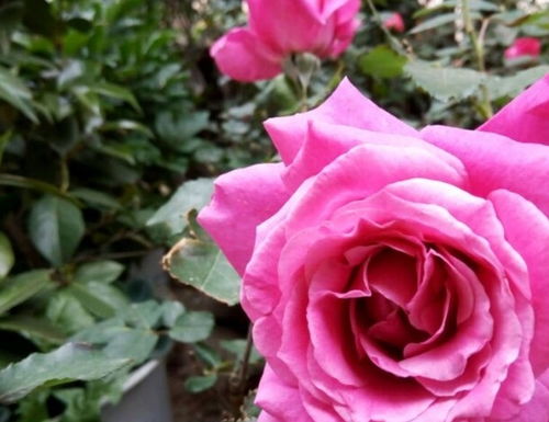 立冬后停止追施有机肥