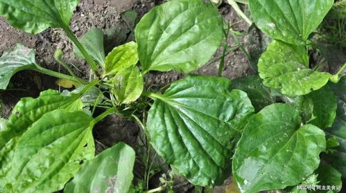 渠道一：养生茶包， 提升终端售价