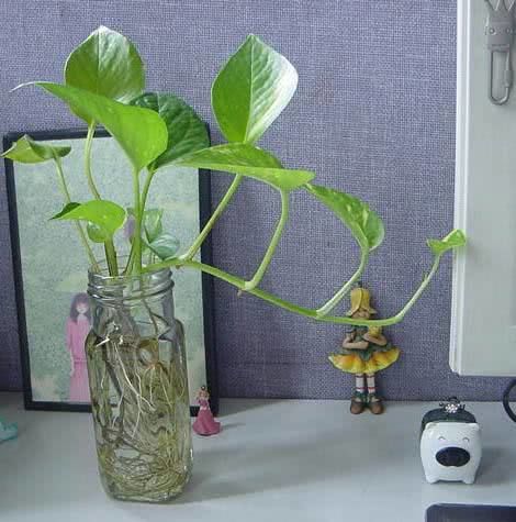 凌霄花水培生根需时多久？绿萝土培变水培的注意事项揭秘