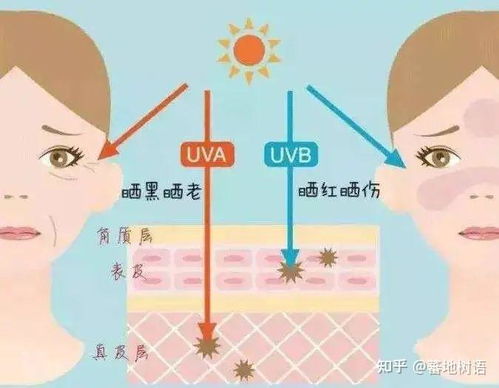 燕子掌夏天如何避免晒伤？