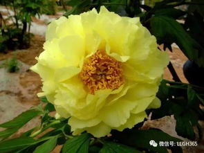 牡丹花是国色天香，常见颜色有哪些种类