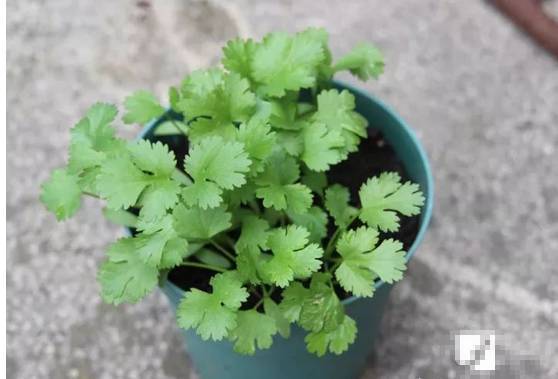 揭秘小葱快速发芽秘诀：高效种植技巧与最佳播种时间！