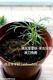 花草种植籽的小秘密：打造你的漂亮小盆栽