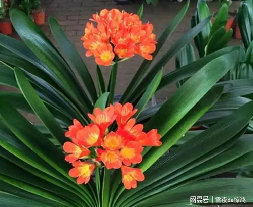 君子兰之美， 如兰似火，生机勃勃