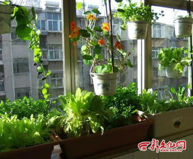 一、 适合小阳台种植的蔬菜