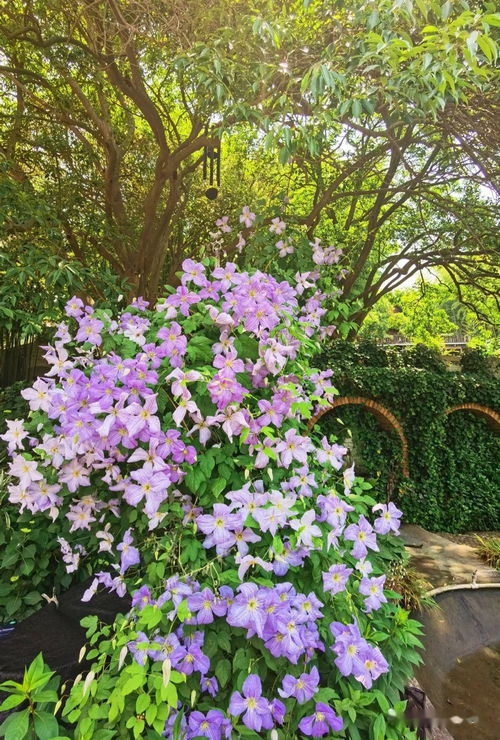 铁线莲：冬日里的白色精灵