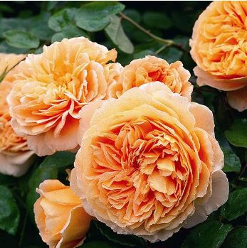 ：两个月的香， 两个月的秘密