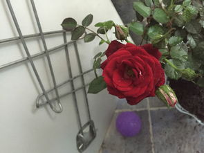 葡萄冰山月季：暗红的花儿， 神秘又高贵