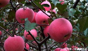 红富士苹果盛产季：揭秘最佳采摘时间，赏果享自然之美！