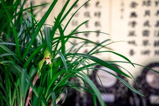 高效防治兰花病虫害，保障农业生态平衡