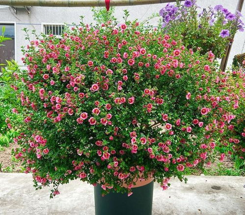 品种丰富， 选择多样